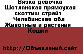 Вязка девочка Шотланская прямоухая скоттиш страйт - Челябинская обл. Животные и растения » Кошки   